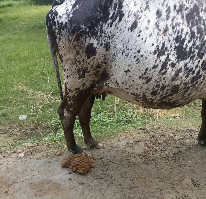HF Cow in  UTTAR PRADESH