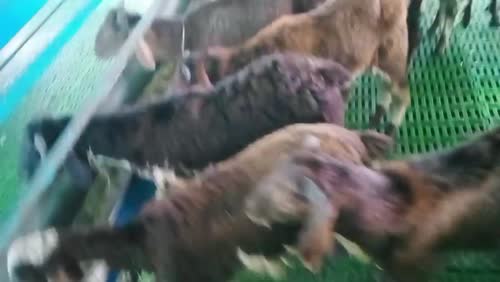Sindhanoor Sheep S0218 in  TELANGANA