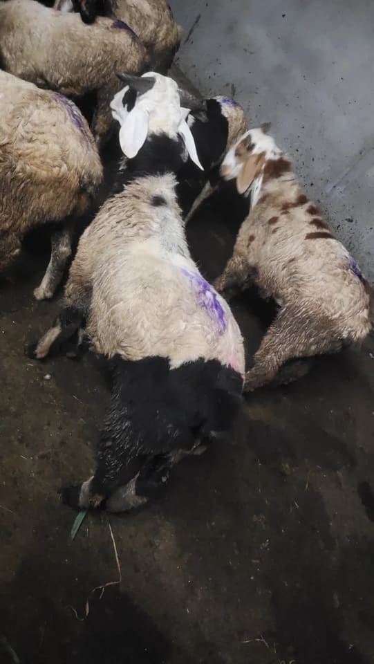Neelore  Jodipi Sheep N0177 in  ANDHRA PRADESH