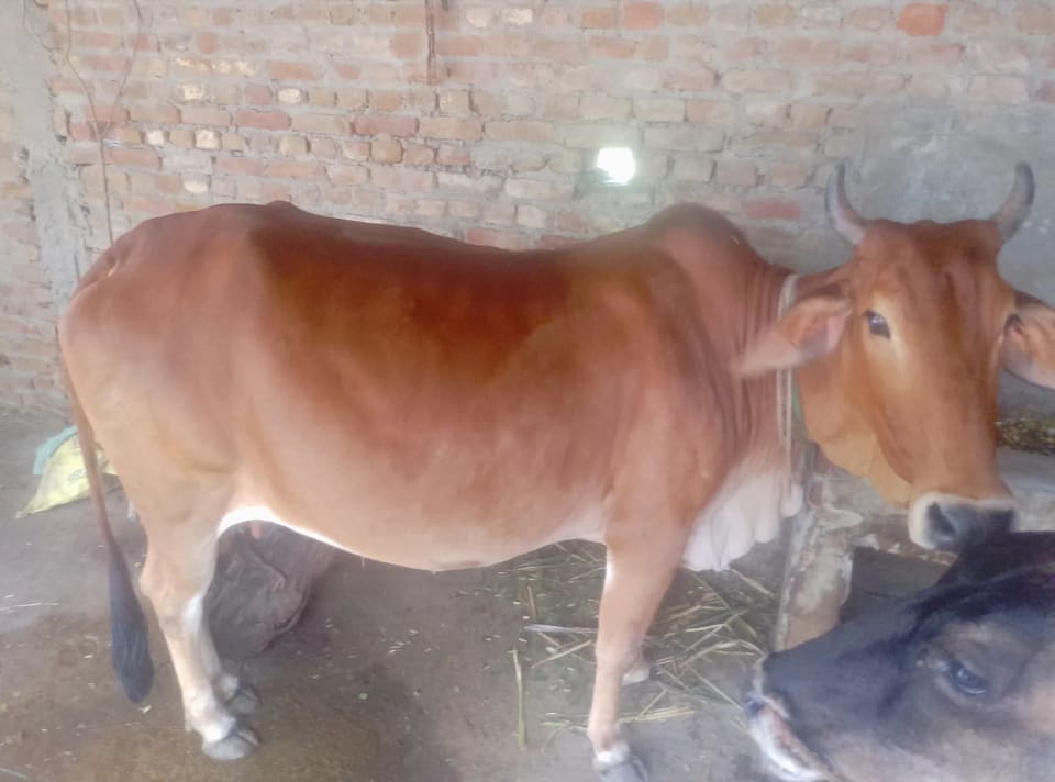 De Cow O0517 in  UTTAR PRADESH