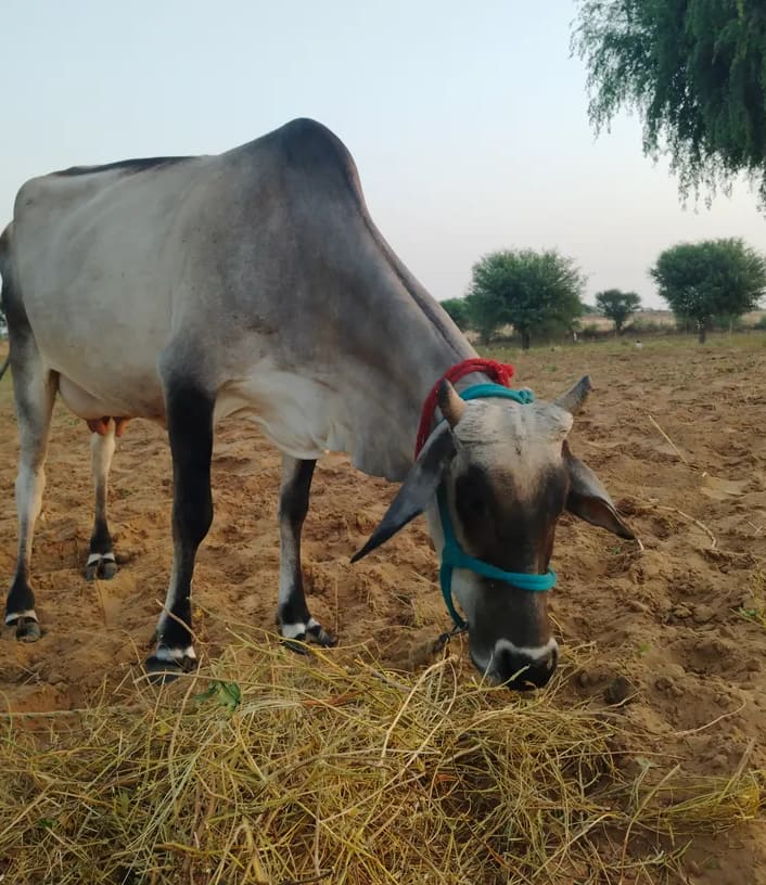 Others Cow in  RAJASTHAN
