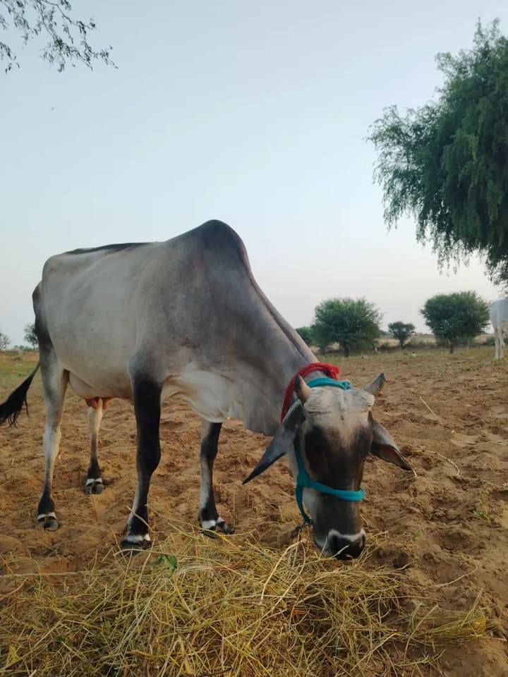 Others Cow in  RAJASTHAN