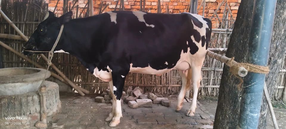 HF Heifer Cow H3208 in  BIHAR