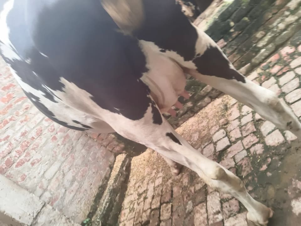 HF Cow in  UTTAR PRADESH