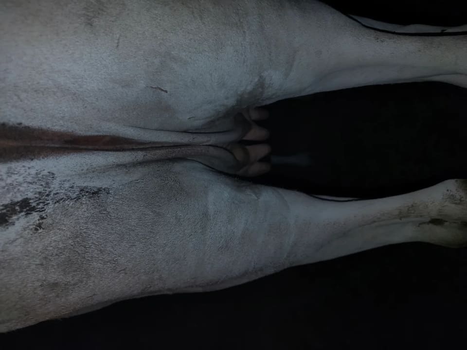 Gir Cow in  HARYANA