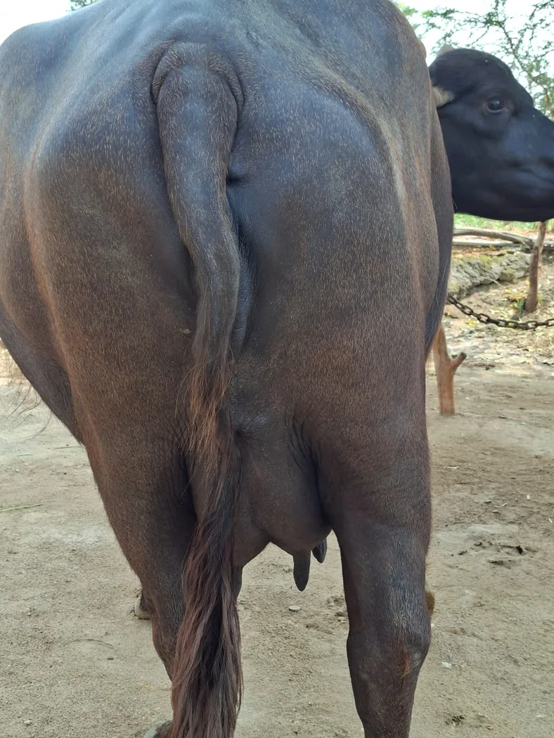 Murrah Buffalo in  RAJASTHAN
