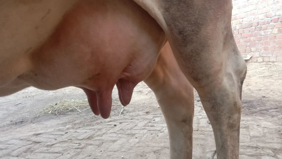 Sahiwal Cow S1931 in  HARYANA