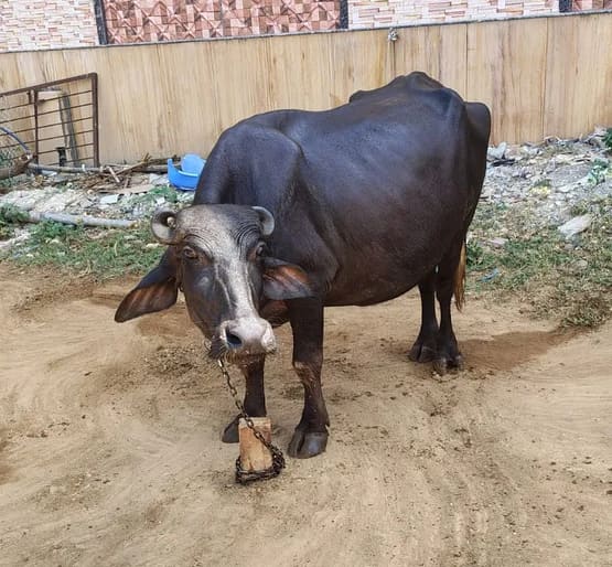 Murrah Buffalo M5126 in  RAJASTHAN