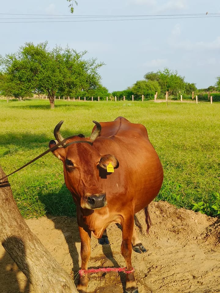 Jersey Cow in  RAJASTHAN