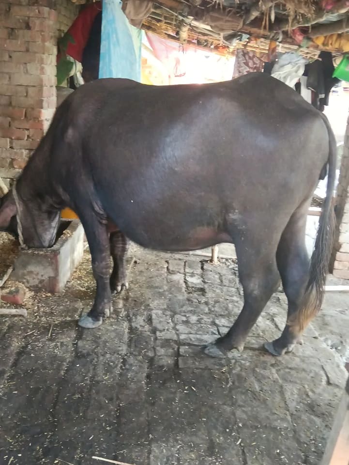 Murrah Heifer Buffalo M5041 in  UTTAR PRADESH