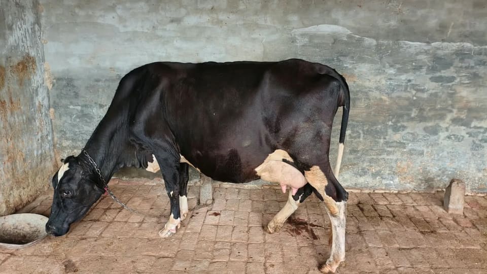 HF Cow H3412 in  RAJASTHAN