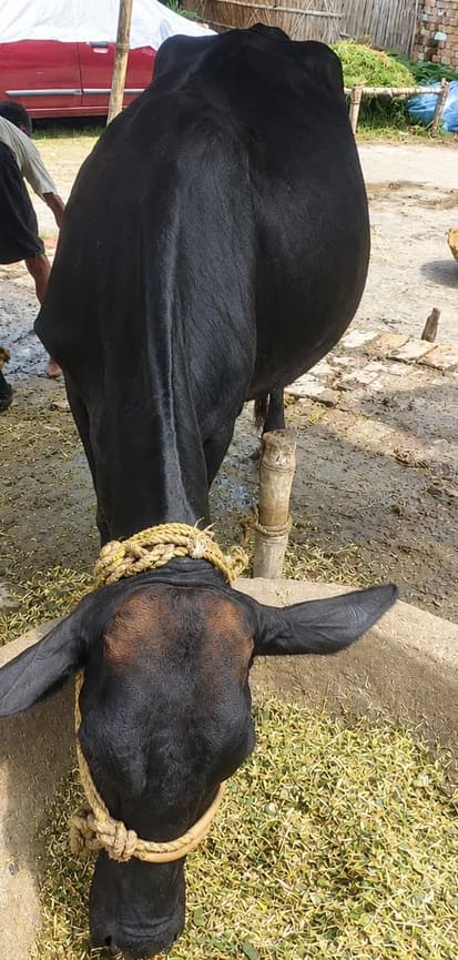Sahiwal Cow in  BIHAR
