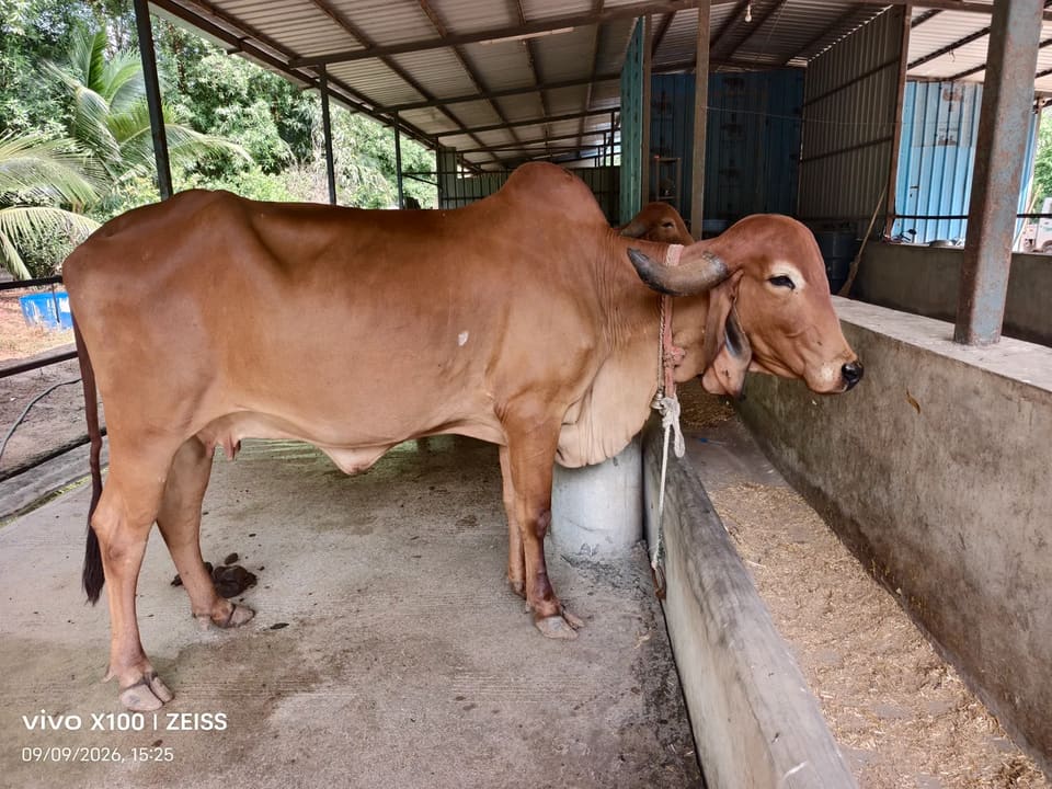 Gir Cow G2105 in  GUJARAT