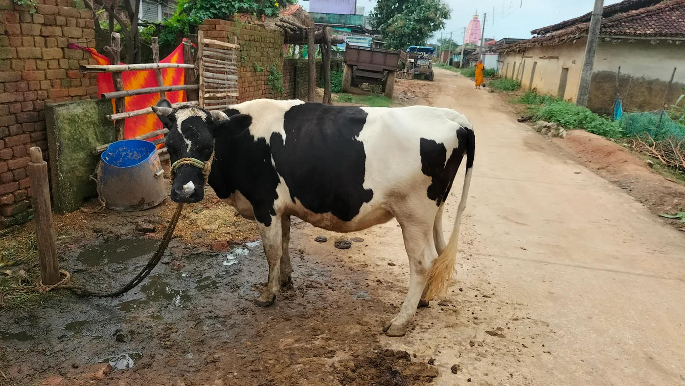 HF Cow in  JHARKHAND