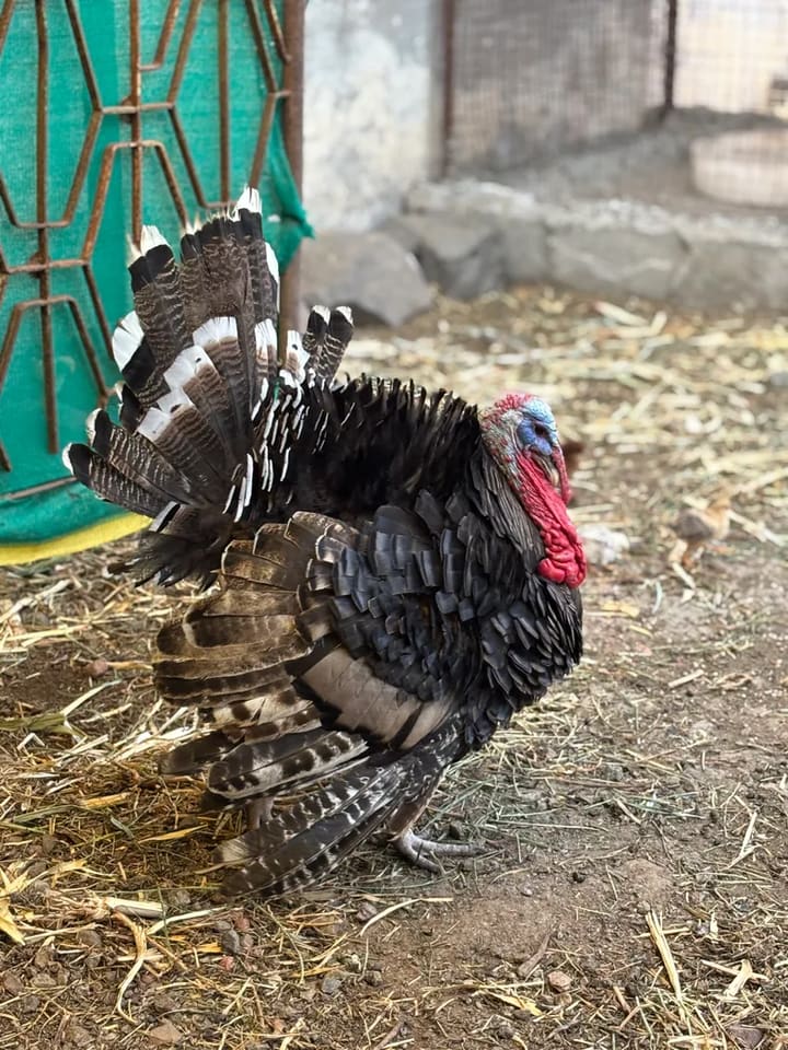 Turkey Turkey O0840 in  MAHARASHTRA
