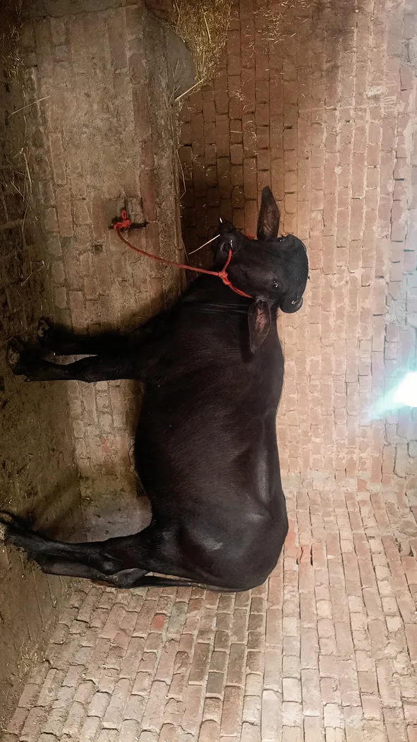 black calf baby O0983 in  PUNJAB