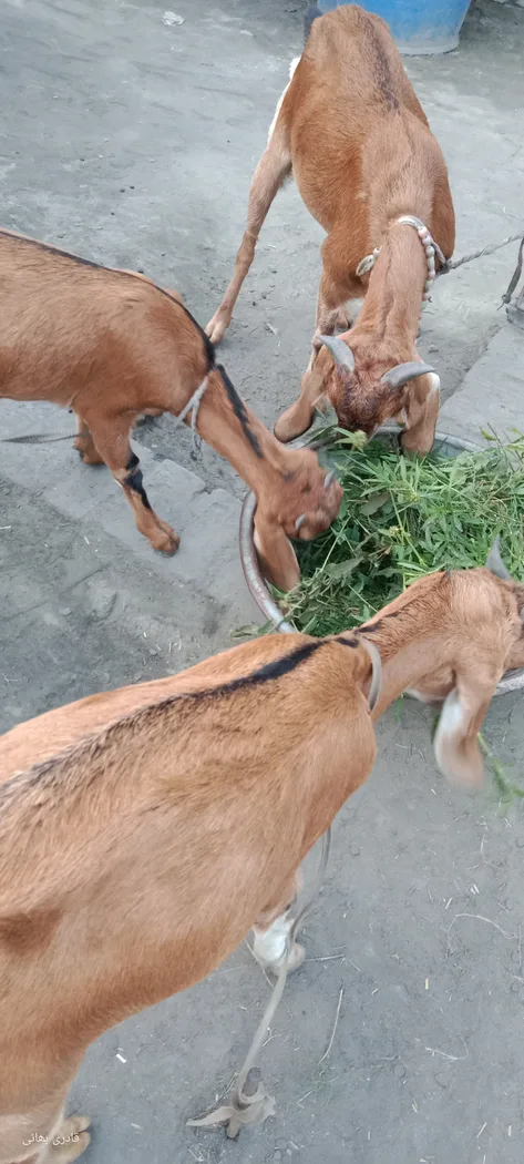 Malabari Goat in  UTTARAKHAND