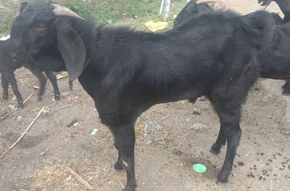 Beetal Goat in  MAHARASHTRA