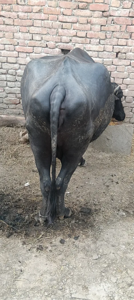 Others Buffalo in  UTTAR PRADESH