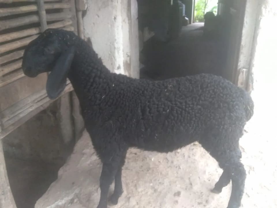 Others Goat in  MAHARASHTRA
