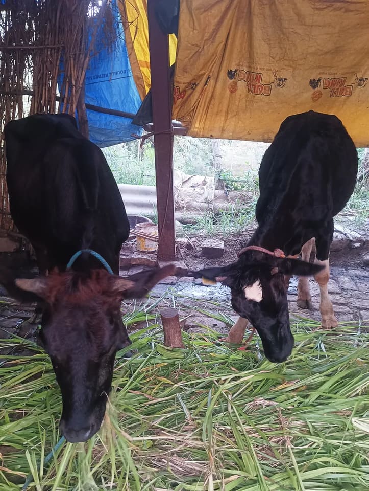 HF Cow in  PUNJAB