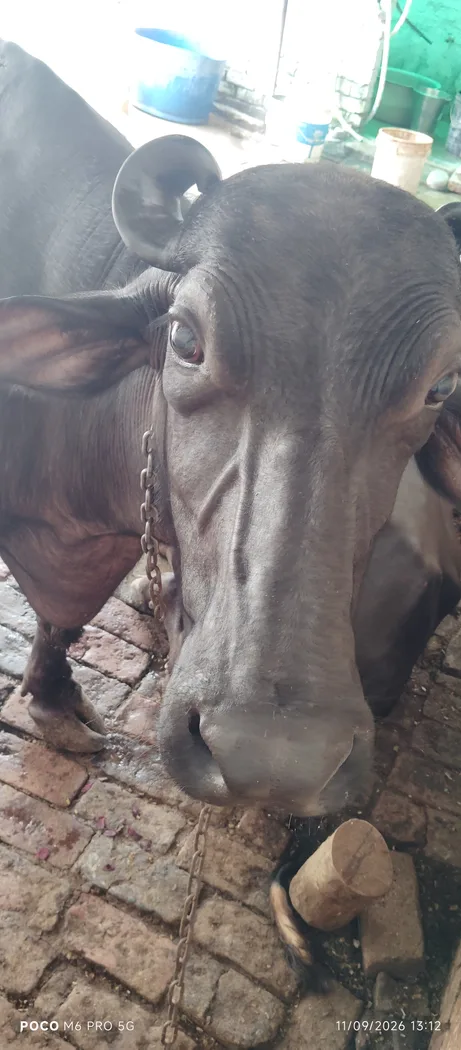 Murrah Buffalo in  UTTAR PRADESH