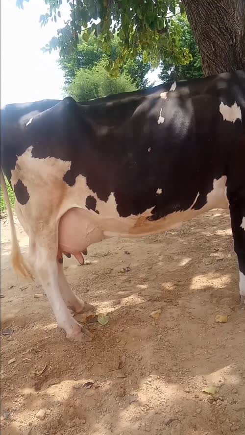 HF Cow H3125 in  RAJASTHAN