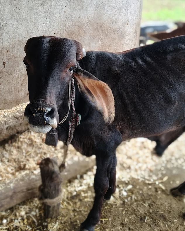 Gir Cow in  MAHARASHTRA