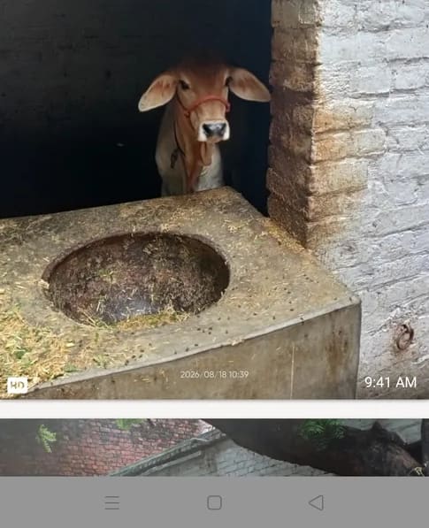 Sahiwal Cow in  UTTAR PRADESH