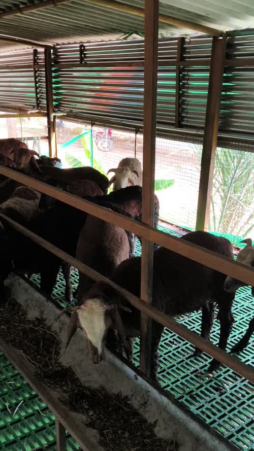 Sindhanoor Sheep S0221 in  ANDHRA PRADESH