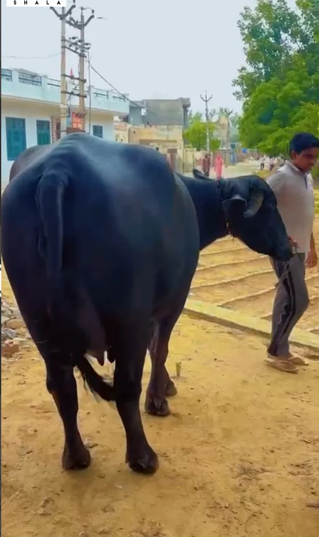 Jafarabadi Buffalo J0428 in  HARYANA