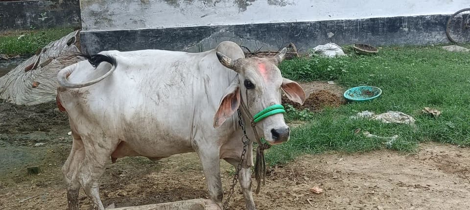 HF Cow in  UTTAR PRADESH
