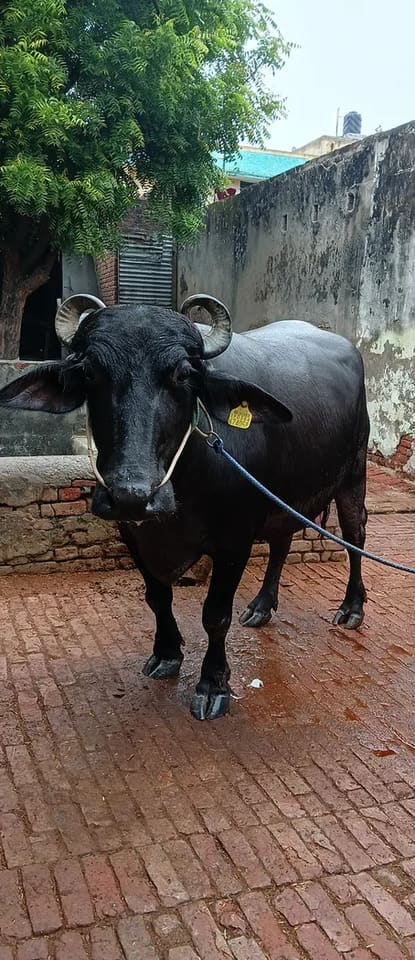 Others Buffalo in  UTTAR PRADESH