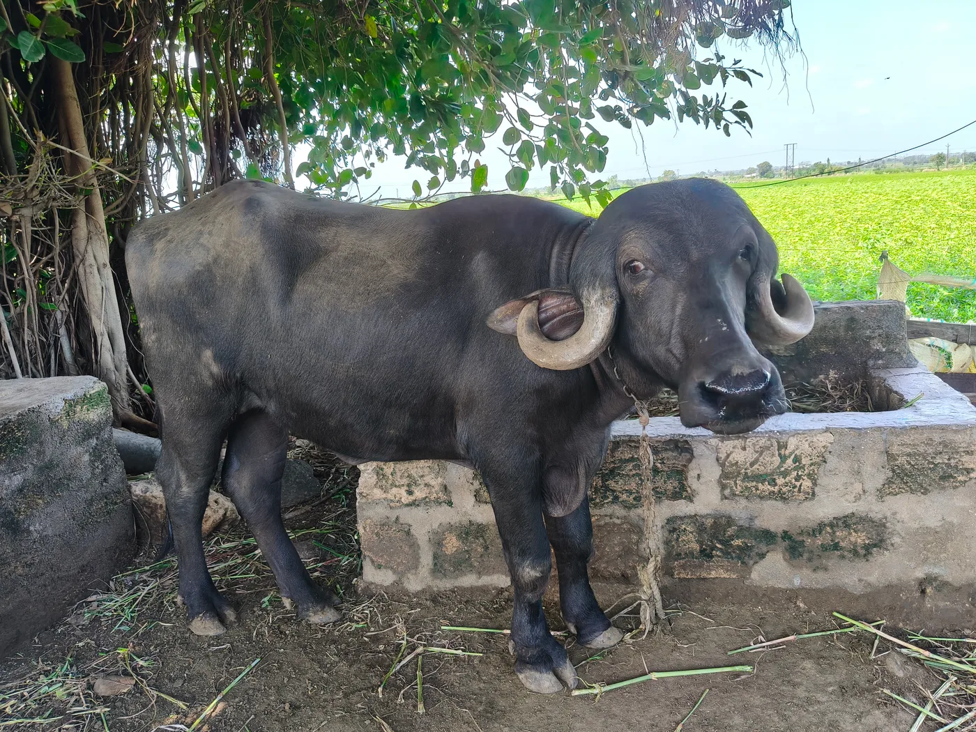 Jafarabadi Heifer Buffalo J0487 in  GUJARAT
