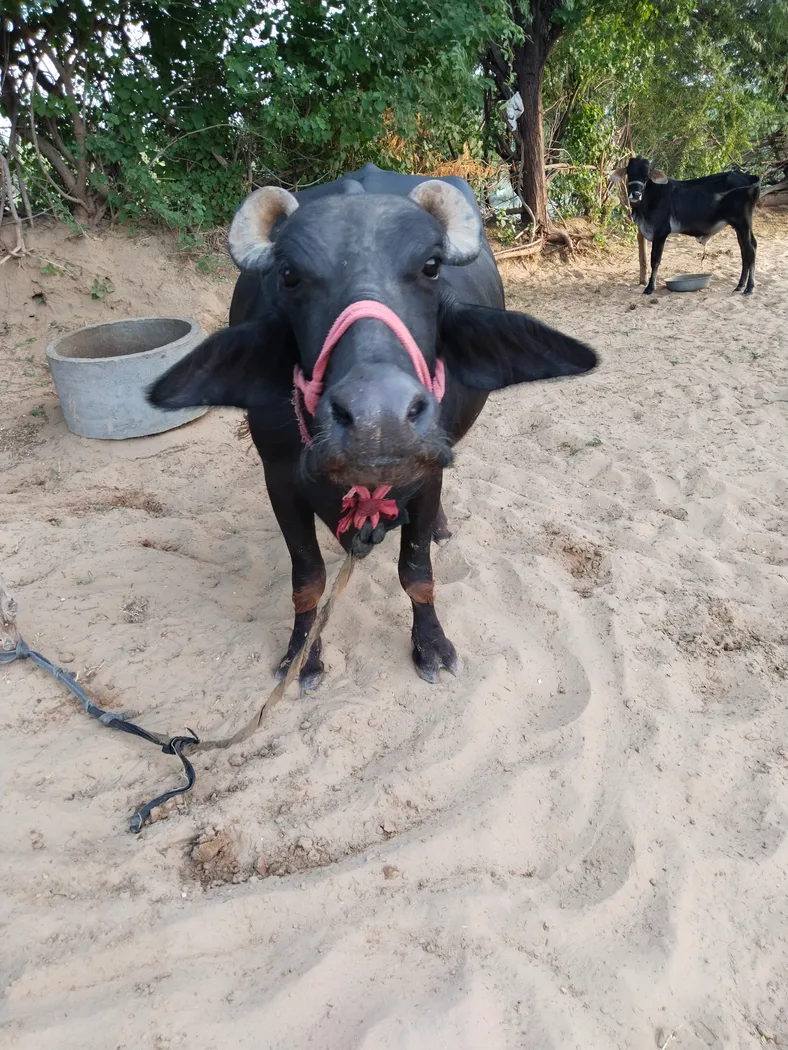Murrah Buffalo in  RAJASTHAN