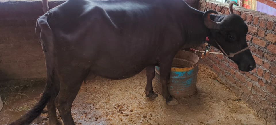 Surti Buffalo in  MADHYA PRADESH