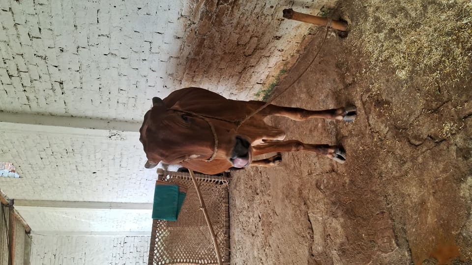 Gir Cow in  UTTAR PRADESH