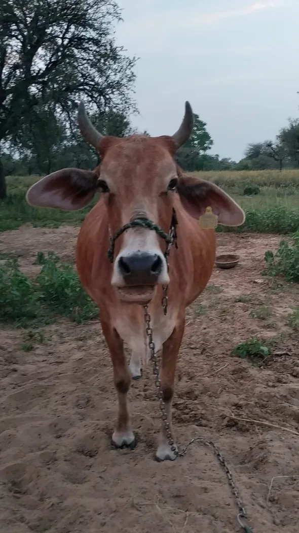 Sahiwal Cow in RAJASTHAN