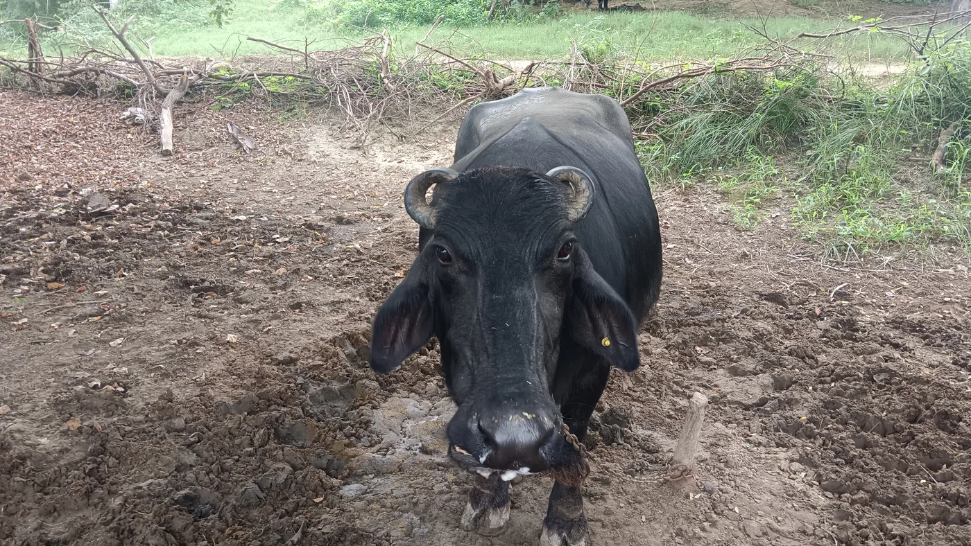 Murrah Buffalo M4722 in  UTTAR PRADESH