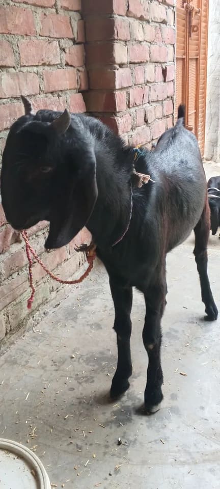 Beetal Goat in  DELHI