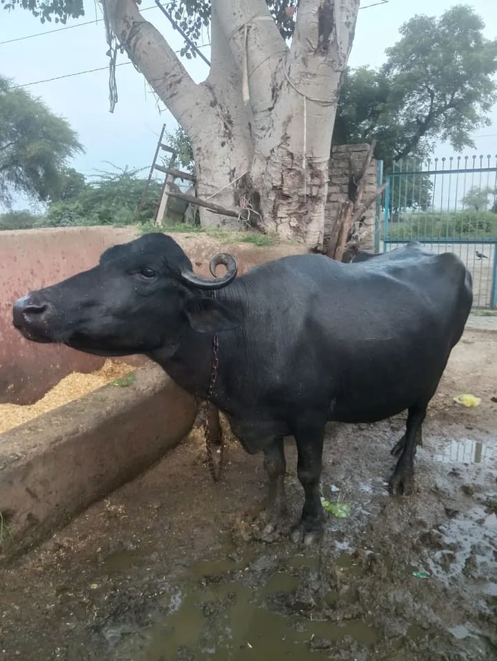 Banni  Buffalo in  RAJASTHAN