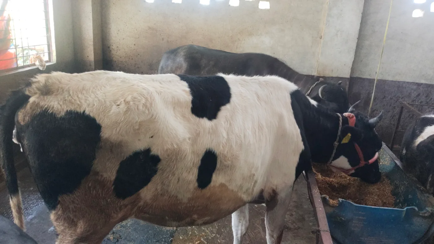 HF Cow in  UTTAR PRADESH