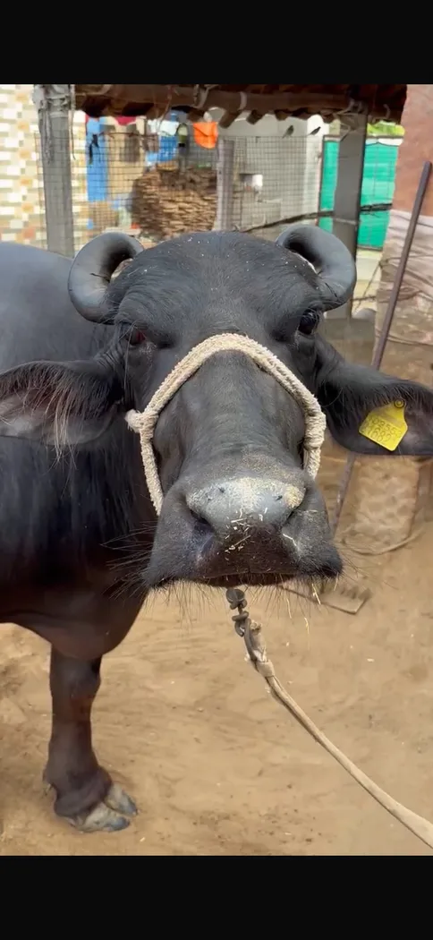 Murrah Buffalo in  RAJASTHAN