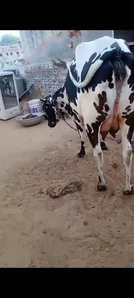 HF Cow in RAJASTHAN
