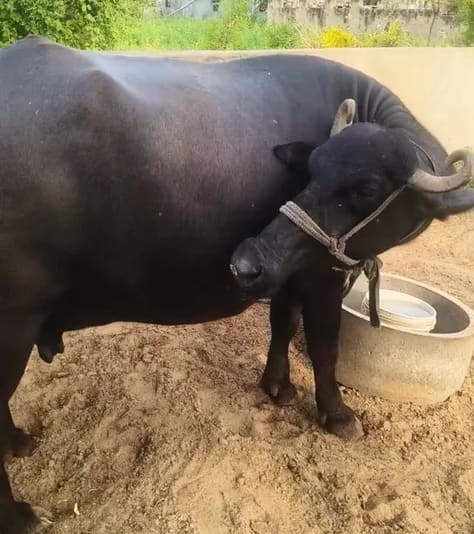 Murrah Buffalo in  RAJASTHAN