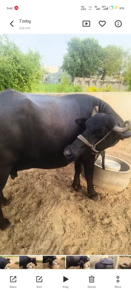 Murrah Buffalo in  RAJASTHAN