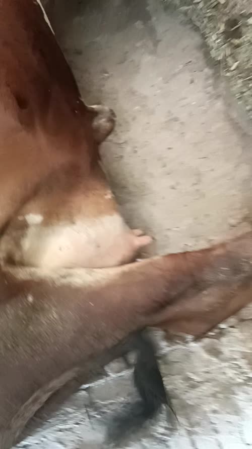Sahiwal Cow S2021 in  UTTAR PRADESH