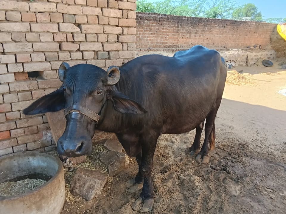 Buffalo Buffalo O0778 in  RAJASTHAN