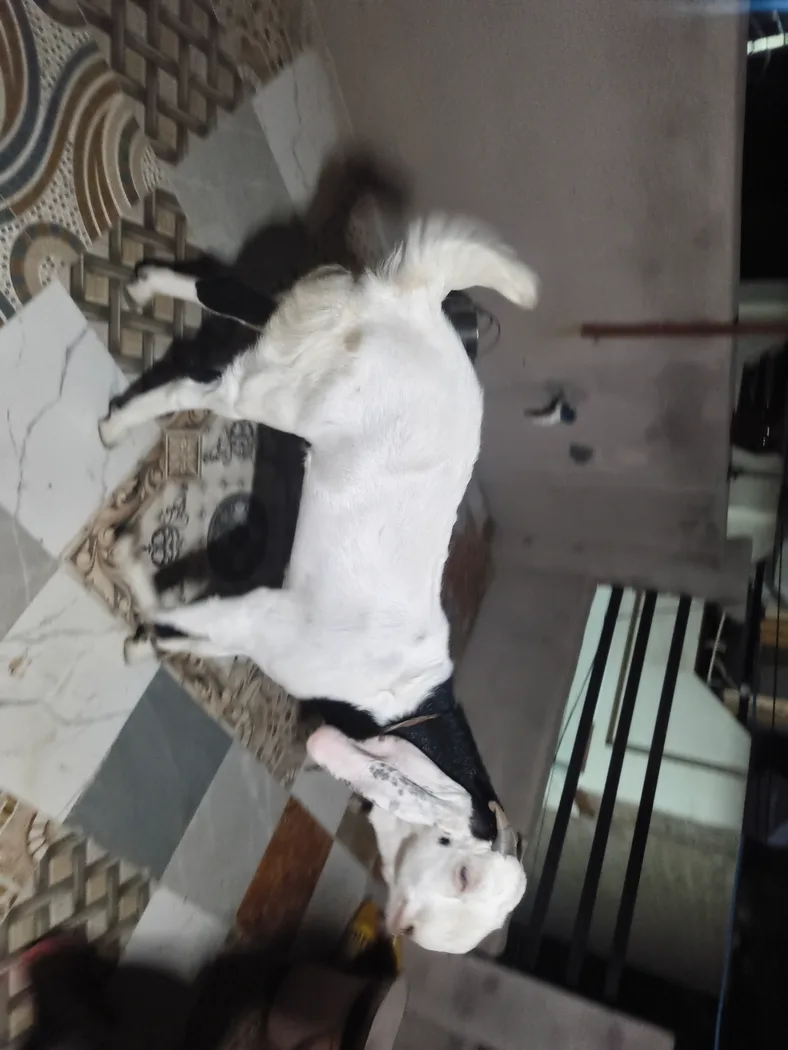 Sojat Goat in  RAJASTHAN