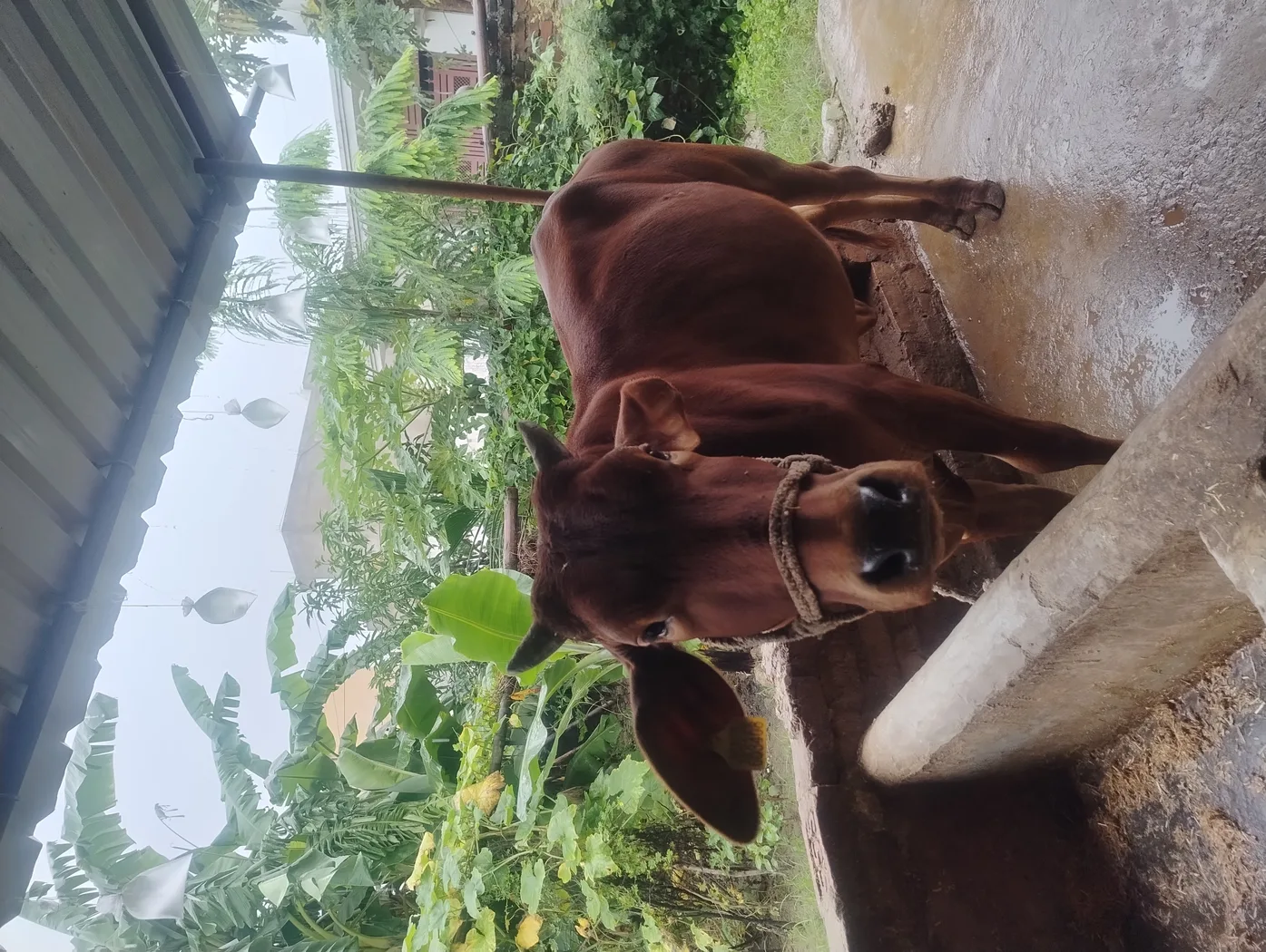 Sahiwal Cow in  MADHYA PRADESH